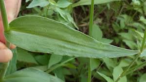 Image result for Aneilema hockii