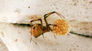 The local pain may be followed by localized or. Brown Widow Bite Symptoms Treatment Prevention Pictures