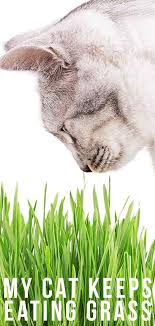 I've had two cases of cats with anemia, and that was one of the what about grass? Food Archives The Happy Cat Site Cat Eating Grass Cats Pets Cats