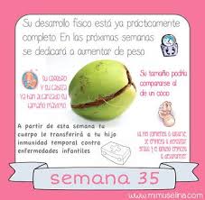 Semana 35 Embarazo Tamano Y Evolucion Del Bebe Mimuselina Embarazo 35 Semanas De Embarazo Etapas Embarazo