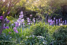Iris Pallida Und Allium Purple Sensation Pflanzenkombination Blog Der Landschaftsarchitektin Renate Waas Mit Hilfreich Pflanzen Staudenbeet Naturnaher Garten