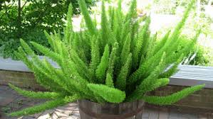 Jenis Jenis Tanaman Asparagus Hias Tanaman Tanaman Hias Daun Asparagus