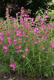 Pin On Gardening Tips November Uk