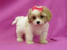 Pricing is determined by the unique attributes of each particular puppy. Cavachon Puppies For Sale Houston Tx 266999 Petzlover