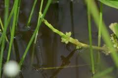 Image result for Wiesneria filifolia