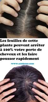 Les Feuilles De Cette Plante Peuvent Arreter A 100 Votre Perte De Cheveux Et Les Faire Pousser Rapidement Hair Beauty Hair Care Beauty