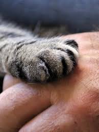 What we have seen is…dramatically improved coordination and balance…decreased sound sensitivities…increased energy…healthier urinary stream. Cbd Oil For Cats Suffering Feline Senile Dementia West Island Blog