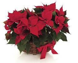 Are Poinsettias Poisonous Preventpoison Poinsettias Poisonhelp Poinsettia Poinsettia Leaves Poinsettia Plant