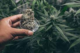 They wait for just the right temperature and moisture conditions. The Easiest Marijuana Strains To Grow Potguide Com