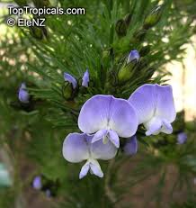 Image result for Psoralea arborea
