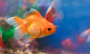 Do Goldfish Get Lonely Living Alone? Facts & Faqs | Hepper