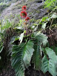 Image result for Streptocarpus myoporoides