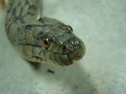 Diamond Back Watersnake Photographs And Facts Snake Backs Pics