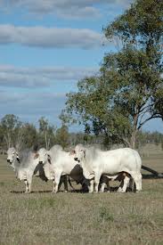 Maybe you would like to learn more about one of these? Unlocking The Genetic Secrets Of Legendary Bulls Uq News The University Of Queensland Australia