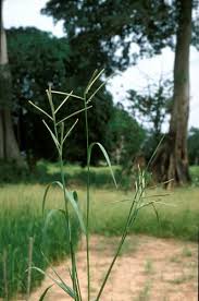 Image result for Paspalum scrobiculatum