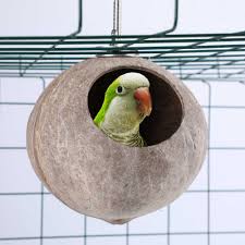 Jenis burung terakhir yang bisa anda pelihara di rumah ialah burung pleci. Burung Beo Peliharaan Burung Tupai Rumah Kandang Di Luar Mainan Parrot Nest Burung Sangkar Burung House Natural Batok Kelapa Kandang Burung Sarang Aliexpress