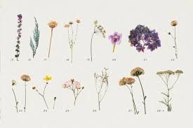 Dried herbs and flowers near me. Pressed Dry Flowers Herbs Vol 1 In Design Elements On Yellow Images Creative Store