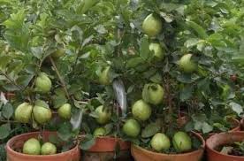 Jual beli bibit tanaman online terlengkap, aman & nyaman di tokopedia. Jual Bibit Buah Buahan Unggul Harga Bersahabat Higaragro