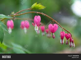 I dream of fire those dreams that tie two hearts that will never die and near the flames the shadows play in the shape of the man's desire. Flower Broken Heart Image Photo Free Trial Bigstock