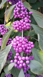 Liebesperlenstrauch Callicarpa Bodinieri Var Giraldii Profusion Pflanzen Hochzeitsdekoration Perlen