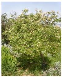 Image result for Carpolobia goetzei