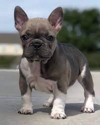 French bulldog puppies all 3 boys has been born on march 18th they all lilac. French Bulldog Puppies French Bulldogs For Adoption Facebook