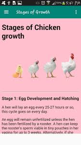 Posted december 29, 2020 by chickensforbackyards. Chicken For Android Apk Download