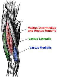 Anatomy Of The Quadriceps Muscles The Quadriceps Are A Group Of Four Muscles That Sit On The Anterior Or Front Aspect Of T Kinesiology Muscle Best Leg Workout