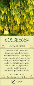 Liste Giftiger Zierpflanzen Zierpflanzen Pflanzen Giftige Pflanzen