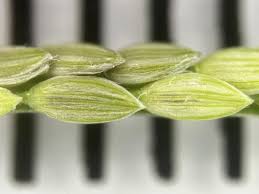 Image result for Digitaria acuminatissima