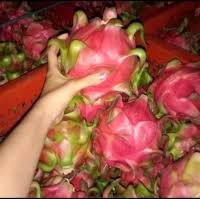 Some varieties can even reach upwards of 20 feet (6.1 m). Dragon Fruit Manufacturers Suppliers Wholesalers And Exporters Go4worldbusiness Com Page 1