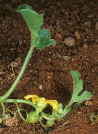 Image result for Cucumis zeyheri