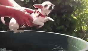 Chihuahua Swimming Gifs Tenor