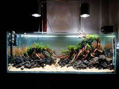 Harga pupuk cair aquascape 2021. 900 Freshwater Aquascape Ideas Aquascape Planted Aquarium Fish Tank