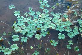 Image result for Marsilea macrocarpa
