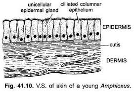 Integument In Different Classes Of Chordates Zoology