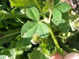 Image result for Trifolium isthmocarpum
