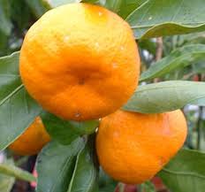 An important role that fruit trees play in the ecosystem is the primary conversion of sunlight into food for other secondary members of the food chain. Satsuma Oranges Whats Cooking America