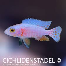 Image result for Aneilema spekei