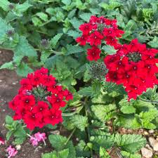 Image result for Verbena × hybrida