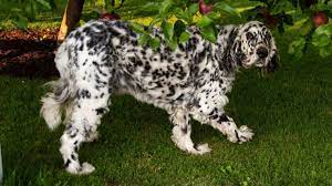 Check spelling or type a new query. Long Haired Dalmatian All The Breed Information You Need