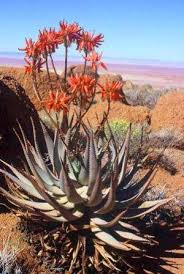 Image result for Aloe pienaarii