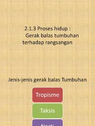 A) cahaya b) graviti c) sentuhan d) air 5) akar tumbuhan akan tumbuh ke arah air kerana tumbuhan memerlukan air untuk a) bernafas. Gerak Balas Tumbuhan Terhadap Rangsangan