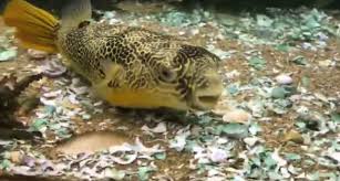 Melansir laman bbc, ovarium ikan buntal merupakan bagian yang beracun. Viral Kekuatan Gigi Ikan Buntal Menggigit Kerang Ternyata Ini Tujuannya Kumparan Com
