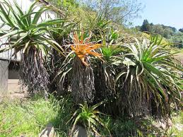 Image result for Aloe inyangensis