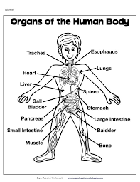 This human anatomy diagram with labels depicts and explains the details and or parts of the body parts diagram for kids. Pin On Easy Science Experiments