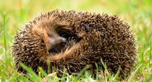 #daily__hedgehog #hedgehog #malaysia #adilandherhedgehog #feature_do2 #hedgehogsofinstagram #hedgehogforsale #hedgehoguntukdijual #sayajual #hedgehogmalaysia #hedgehogmalaysiasupplier. Adopt A Hedgehog The Wildlife Trusts