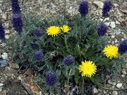 Image result for Taraxacum sp.