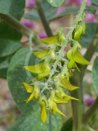Image result for Crotalaria quarrei