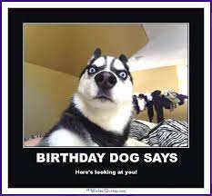 Click here for 20+ funny birthday wishes for accountants! Happy Birthday Memes With Funny Cats Dogs And Animals Happy Birthday Dog Happy Birthday Cat Birthday Meme Dog